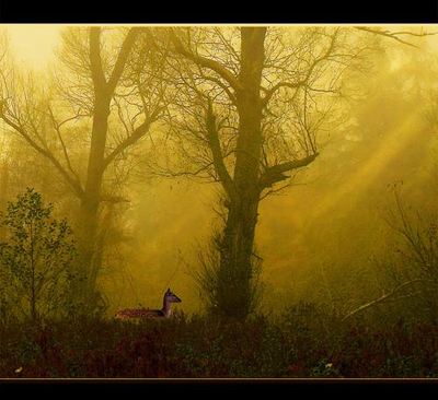 Deer in the Mist By Robert Jones Med. 240dpi Altered
