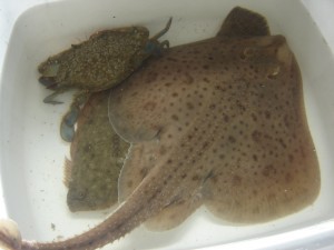 Blue Crab, Flounder and Skate in the Observation tank, Project O 2011 | Long Island Sound, Atlantic Ocean | L.M. Browning