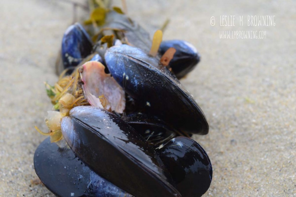 Blue mussels_watermarked_sm