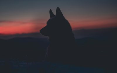 Lobo | A Poem